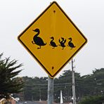 Traffic  sign with ducks