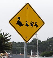 Traffic  sign with ducks