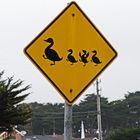 Traffic  sign with ducks