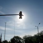 Traffic sun light