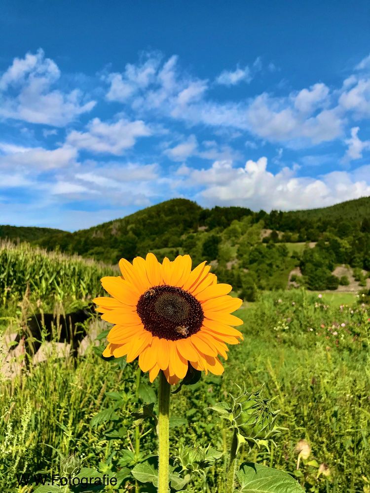 Trag Sonne im Herzen...