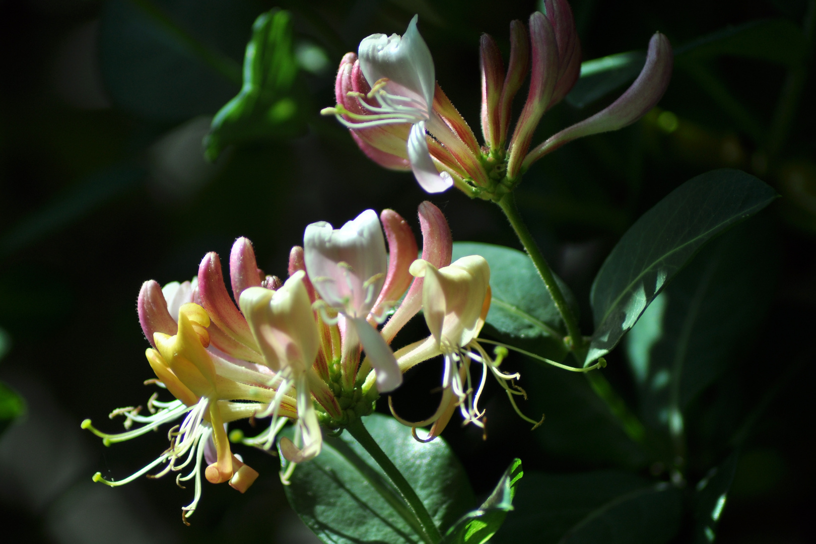 Traganz ( Astragalus )