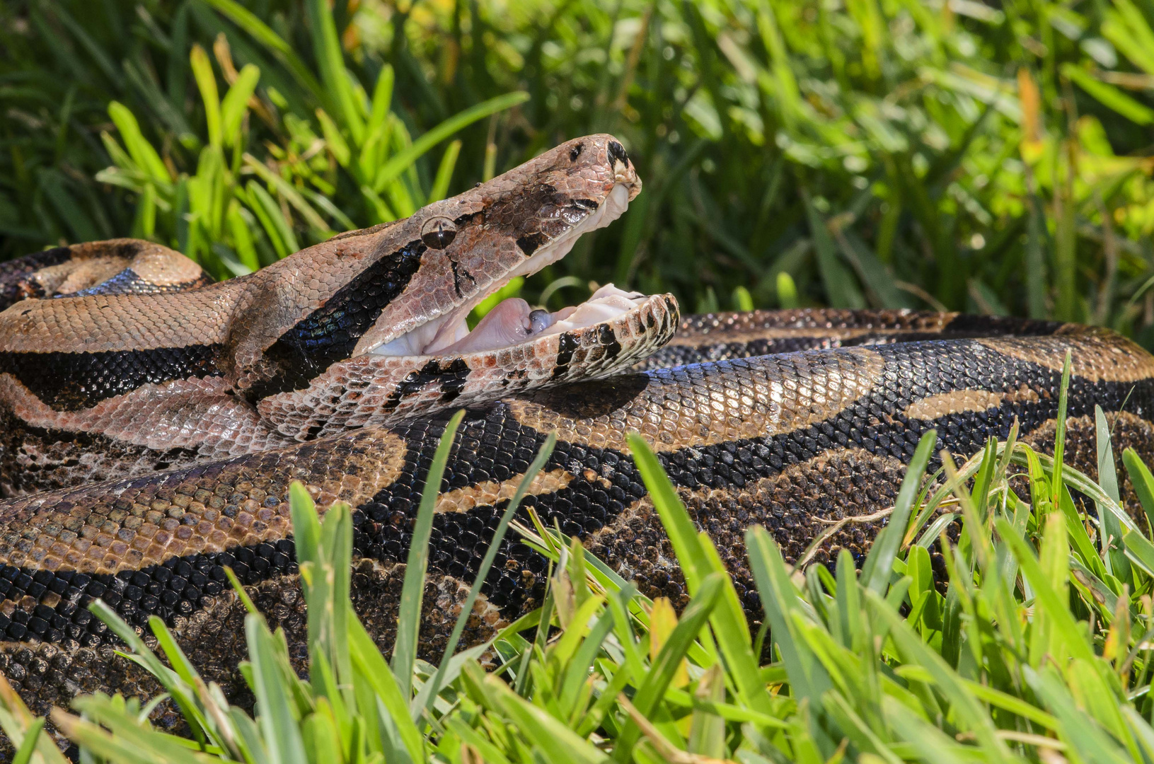 TRAGAVENADOS - BOA CONSTRICTOR