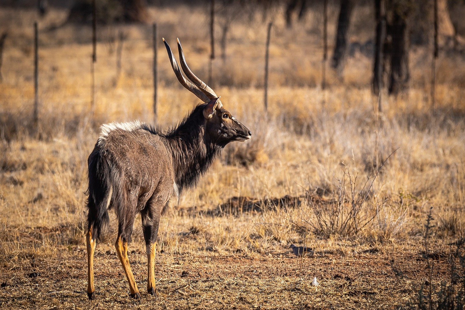 Tragelaphus angasii