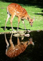 Tragelaphus spekii gratus