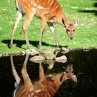 Tragelaphus spekii gratus