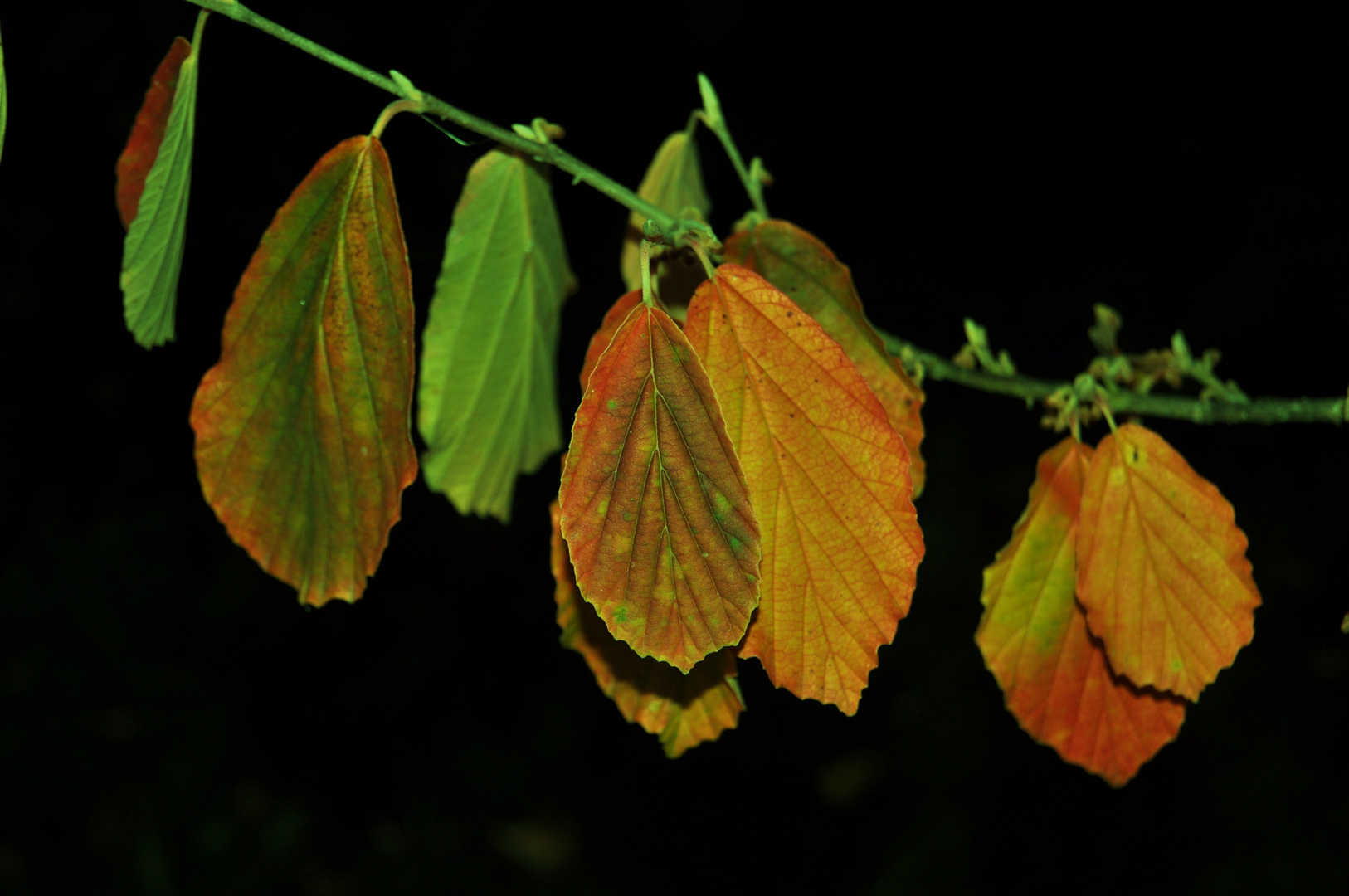 Tragen das Herbstkleid