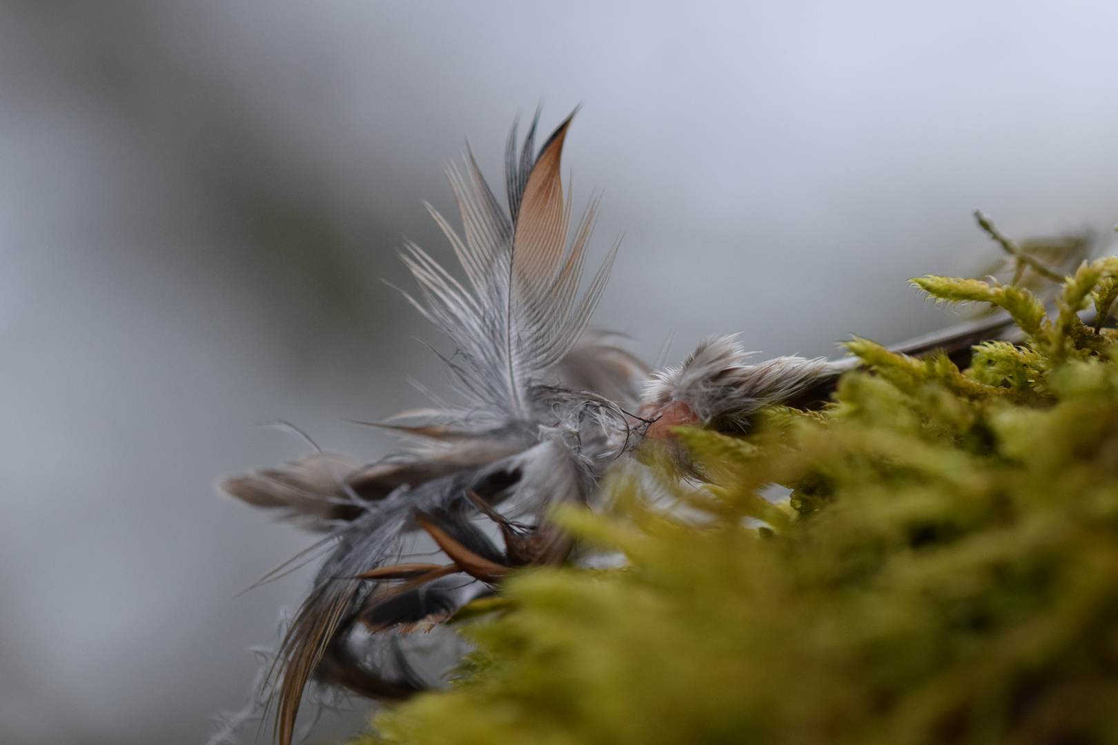 Tragisches Ende eines Vogellebens