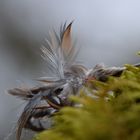 Tragisches Ende eines Vogellebens