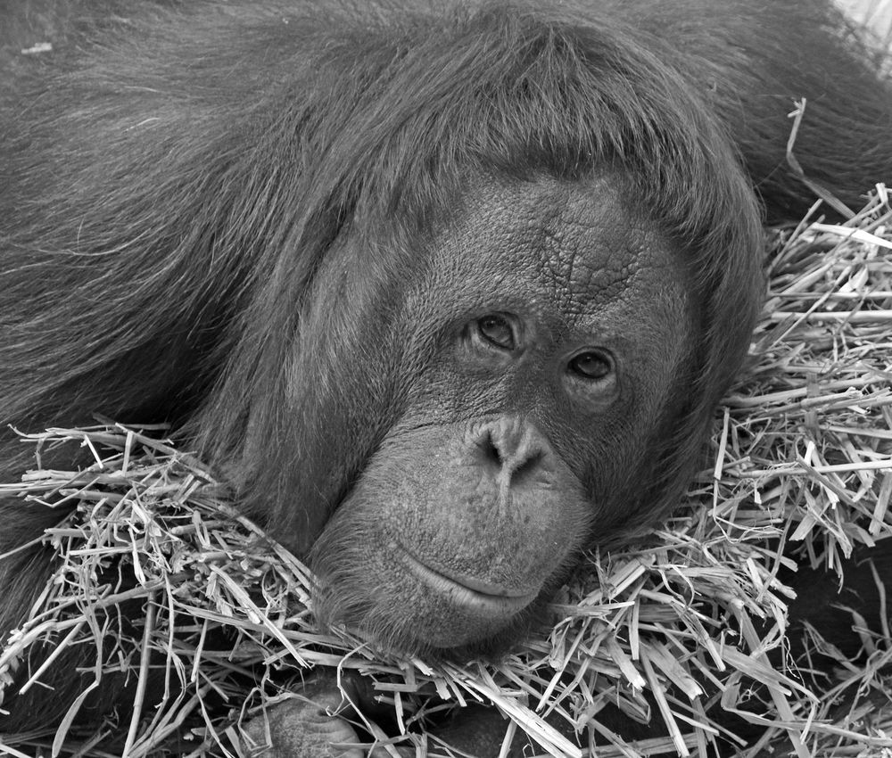 Tragödie im Krefelder Zoo