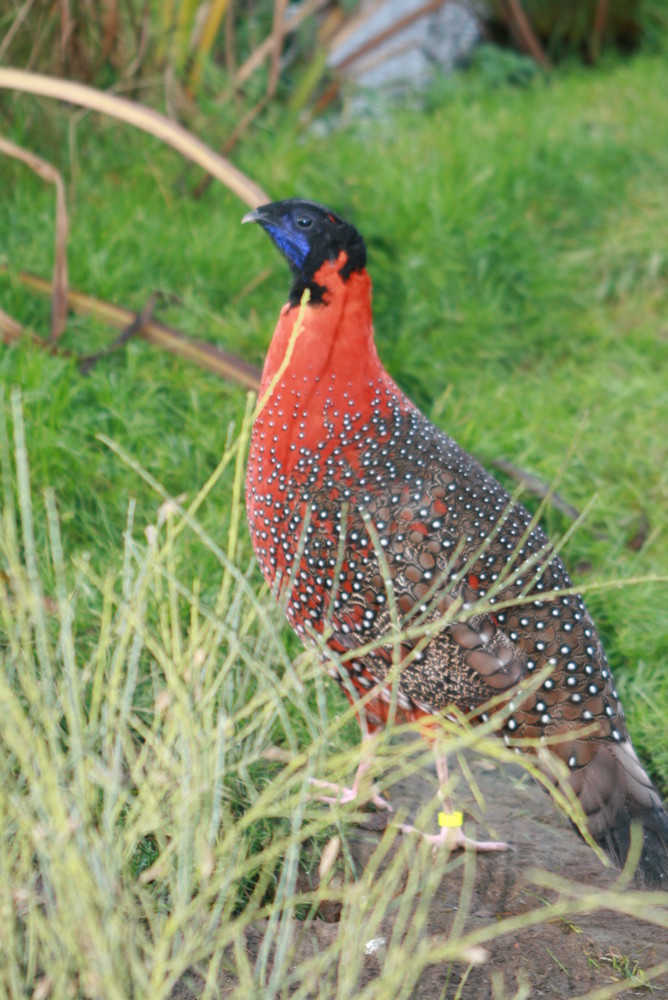 tragopan satyre