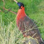 tragopan satyre