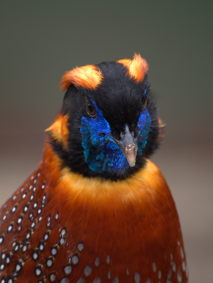 Tragopan temminckii