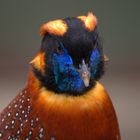 Tragopan temminckii