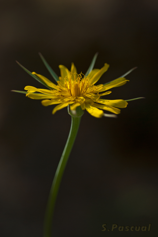 Tragopodon pratensis.