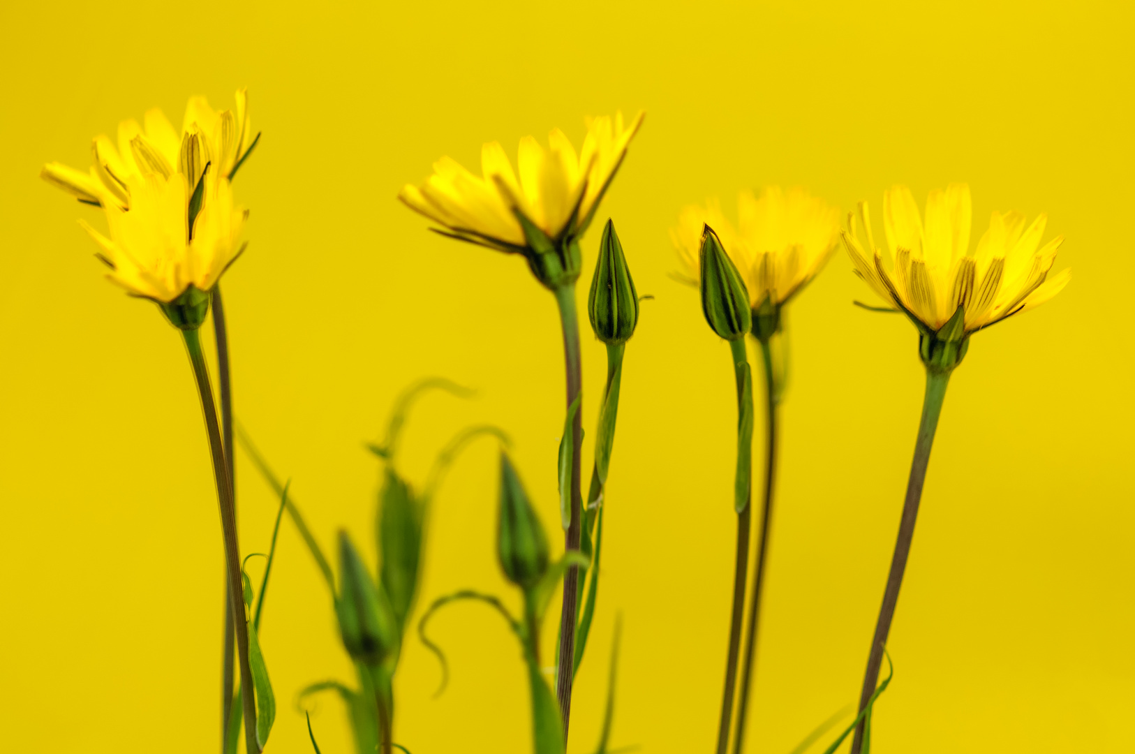 Tragopogon