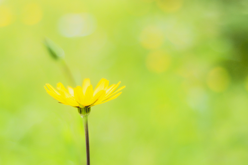 Tragopogon