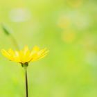 Tragopogon