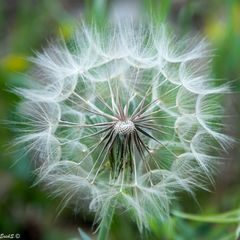 Tragopogon pratensis