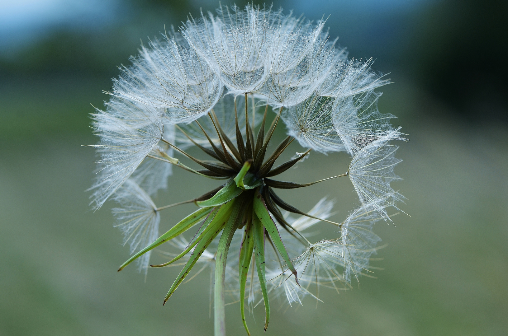 Tragopogon pratensis