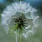 Tragopogon pratensis