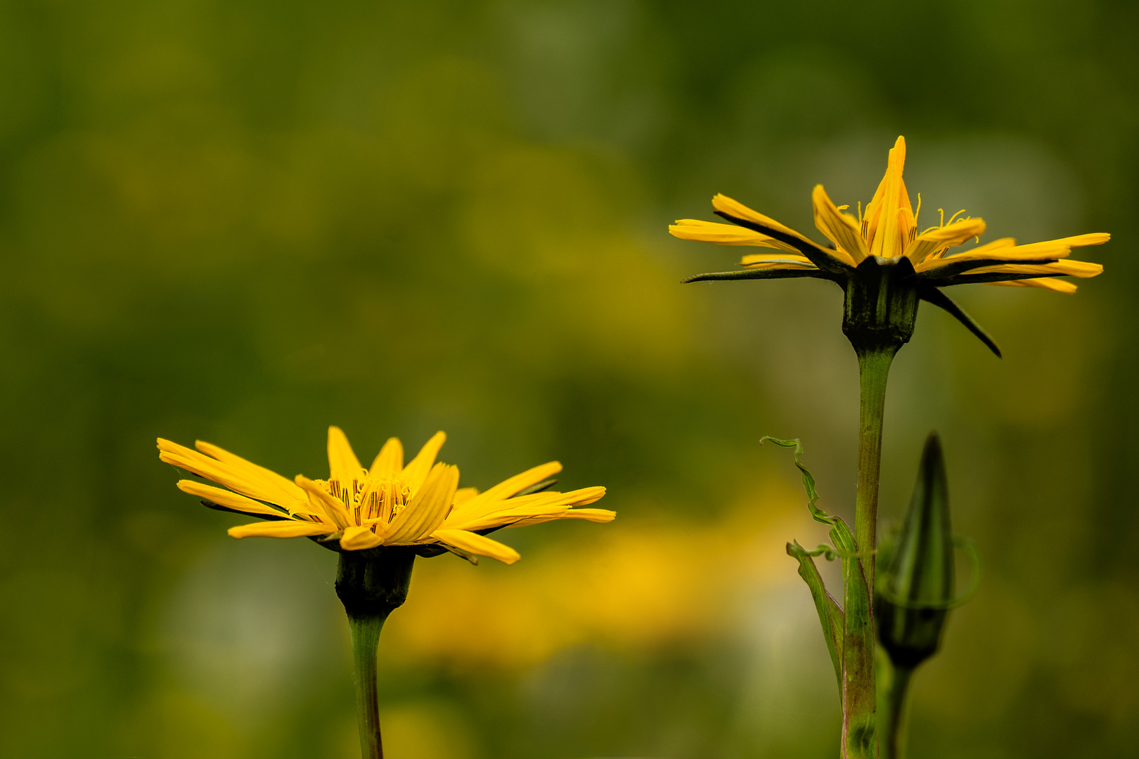 Tragopogon pratensis