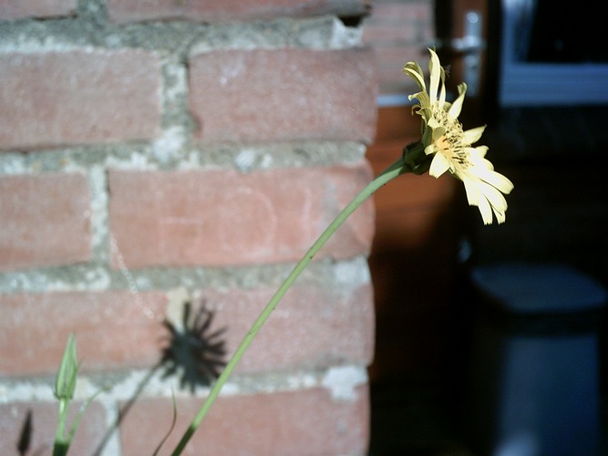 Tragopogon Pratensis