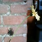 Tragopogon Pratensis