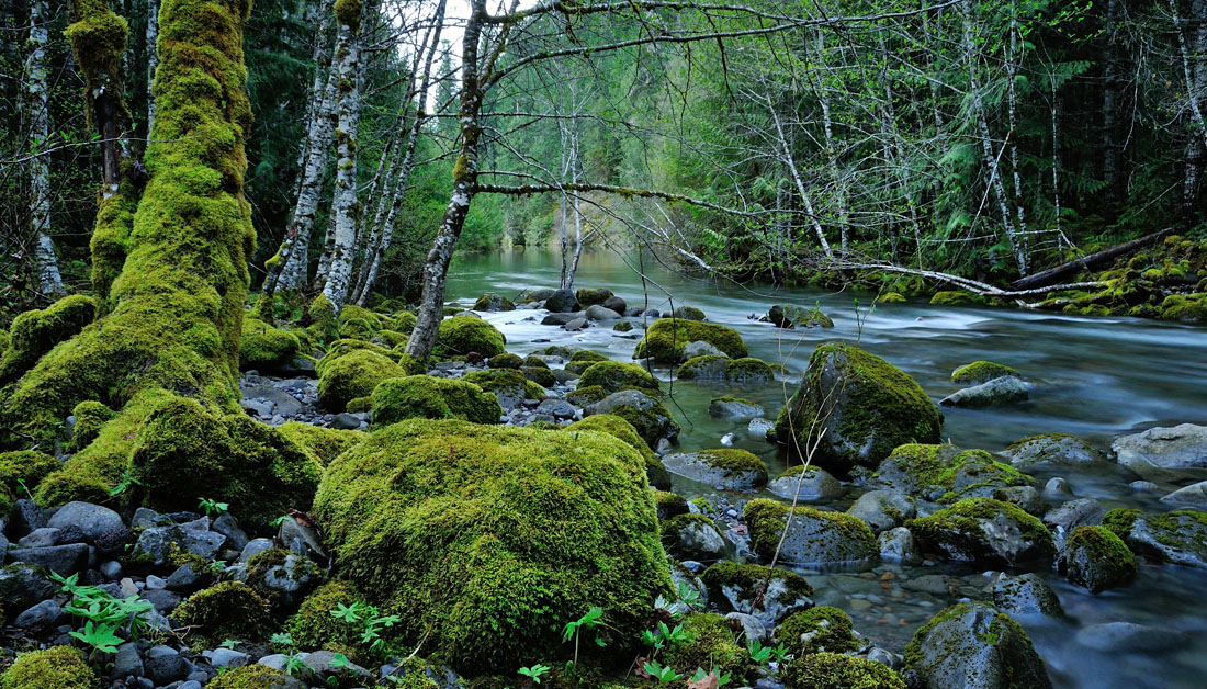 Trail Bridge Creek