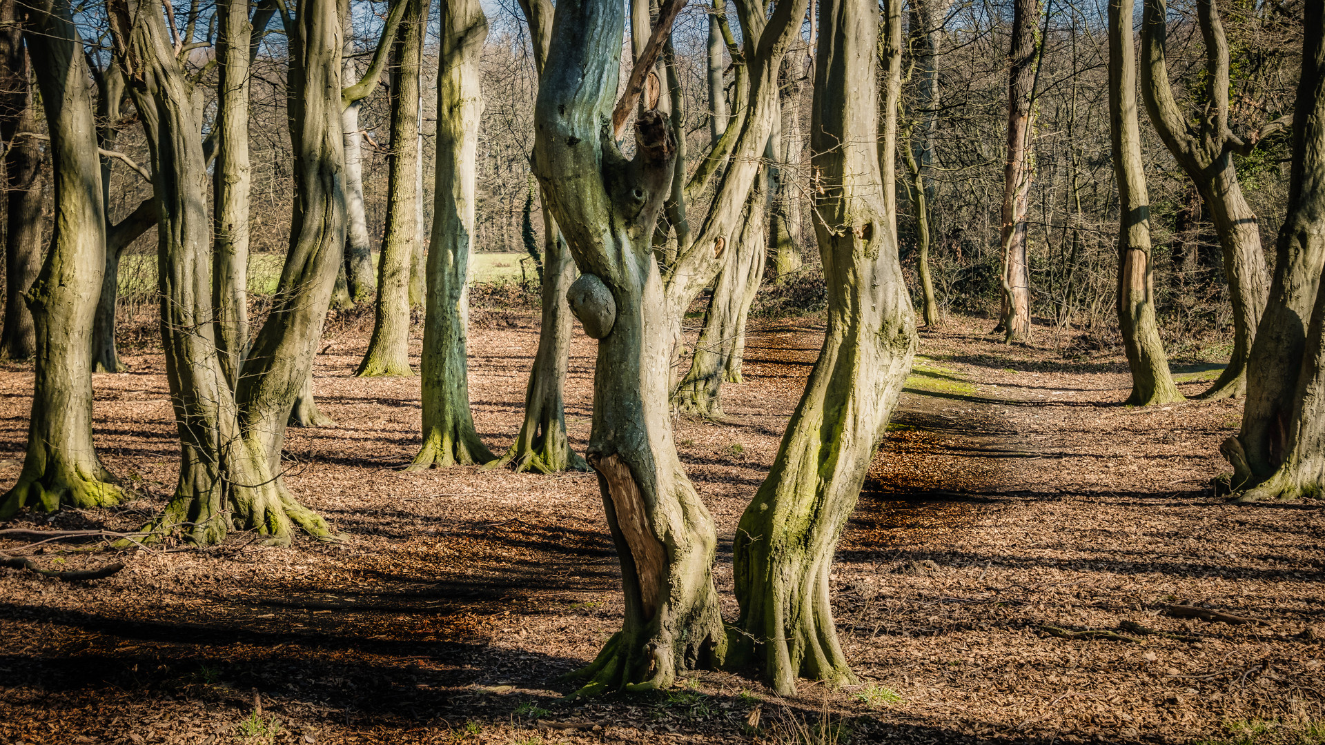 Trail im Wald