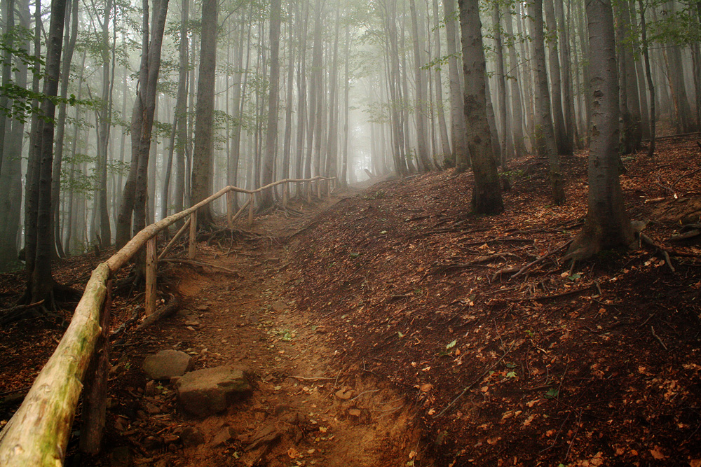 Trail in the fog