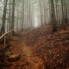 Trail in the fog