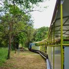 train touristique de l'ile d'Oléron traversant la forêt de St-Trojan