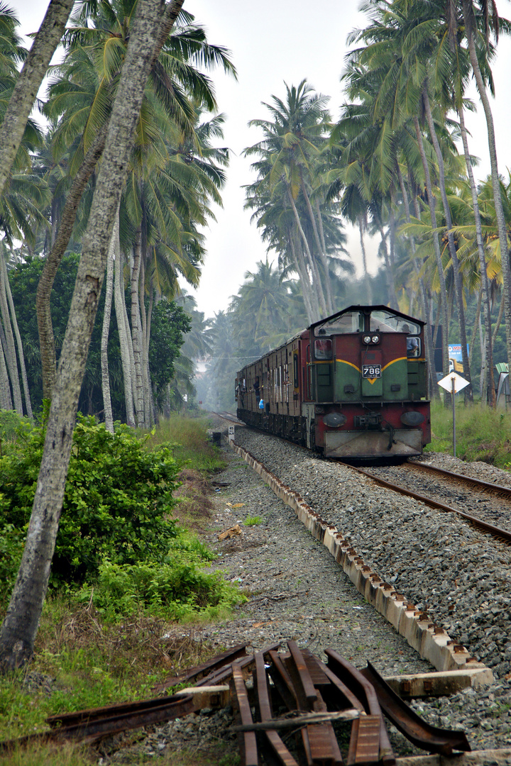 Train under palms