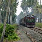 Train under palms