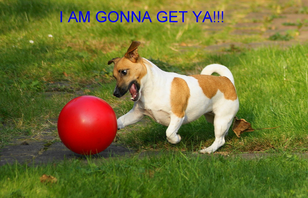 Traing for the World Cup Soccer for Dogs.