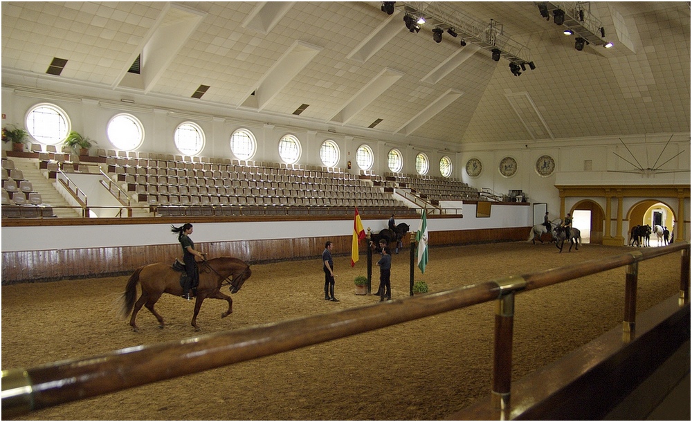 Training andalusischer Pferde