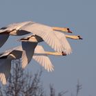 Training Formationsflug