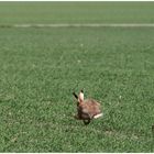 Training für das nächste Rennen mit dem Igel