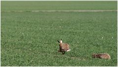 Training für das nächste Rennen mit dem Igel