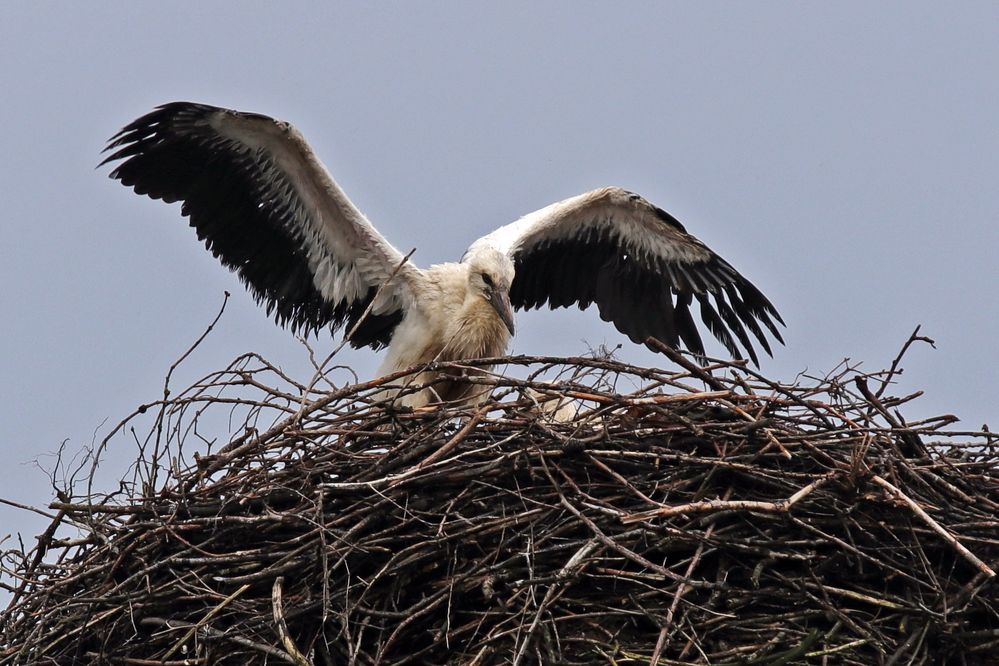 Training für den großen Flug