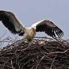 Training für den großen Flug