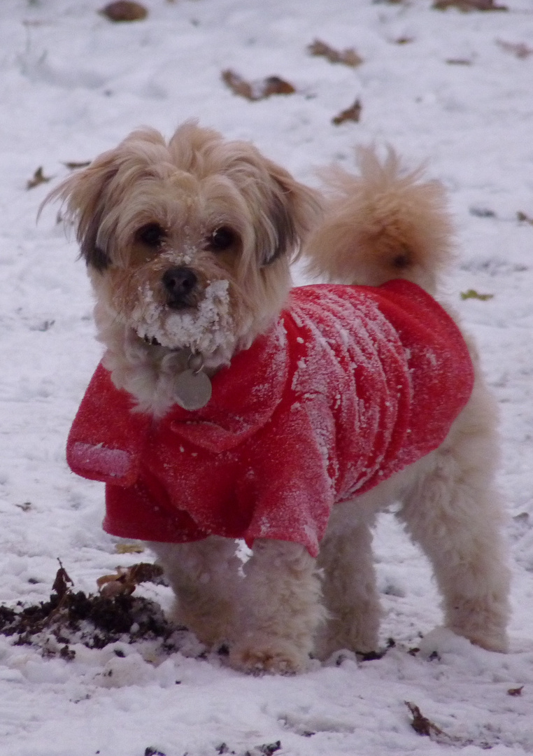 Training to be Santa