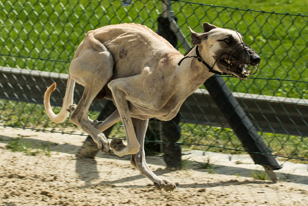 Trainingsbesuch Hunderennbahn Limbach ..