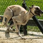 Trainingsbesuch Hunderennbahn Limbach ..