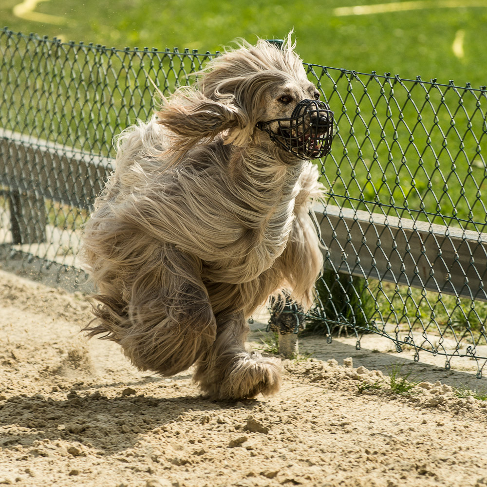 Trainingsbesuch Hunderennbahn Limbach .