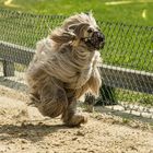 Trainingsbesuch Hunderennbahn Limbach .