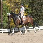 Trainingseinheit der Reitschule Stefanie Lay