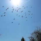 Trainingsflüge der Brieftauben