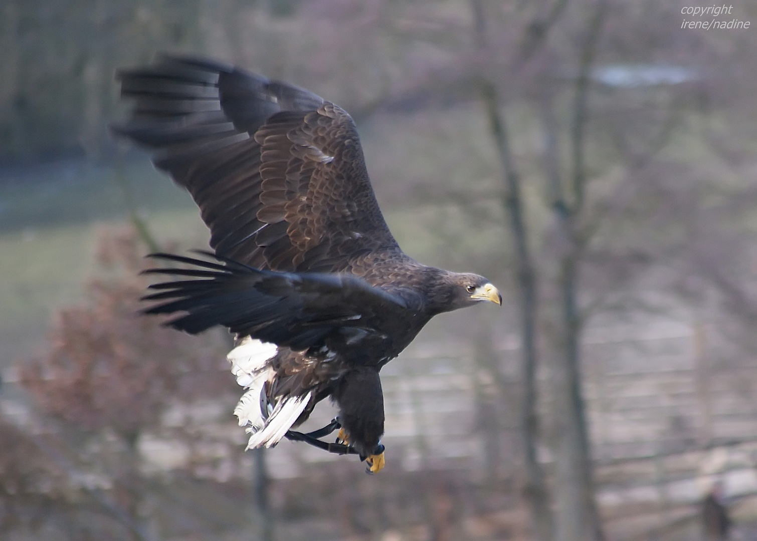 Trainingsflug